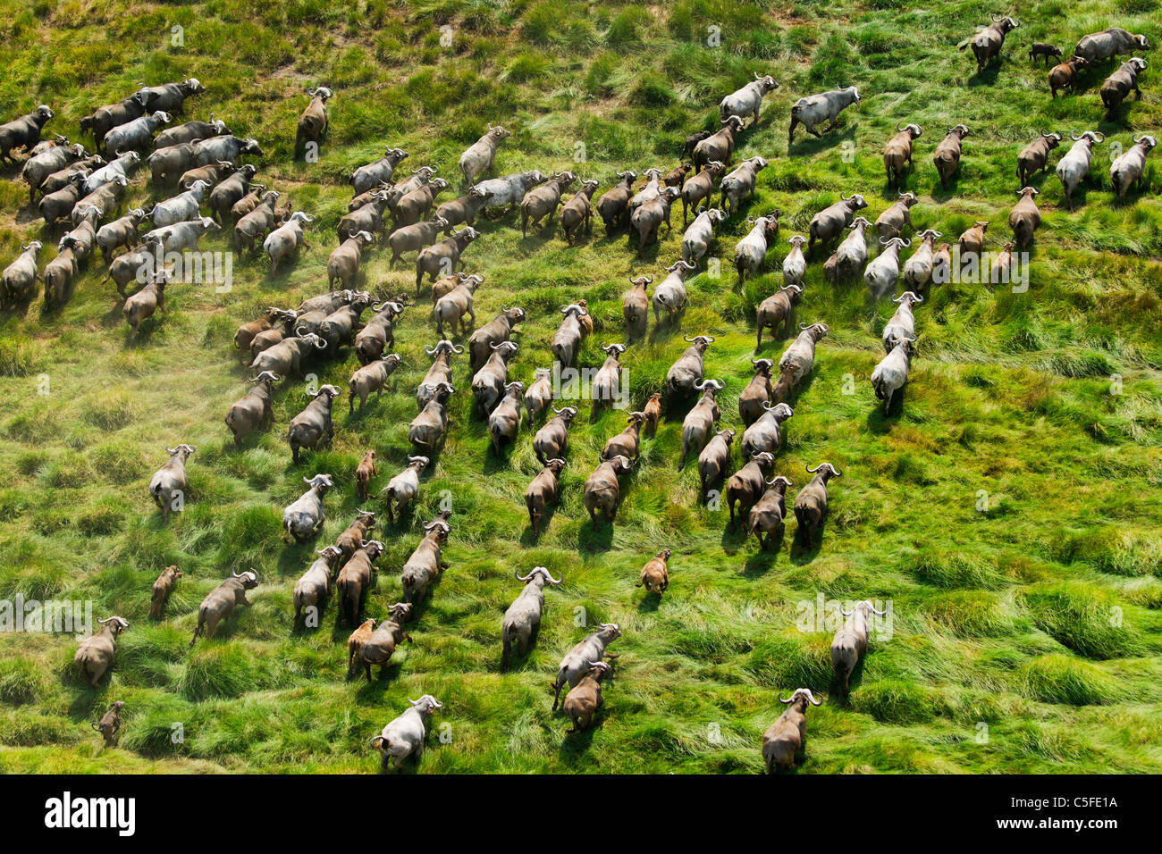 Luftaufnahme der Kaffernbüffel (Syncerus Caffer) in Kenia. Stockfoto