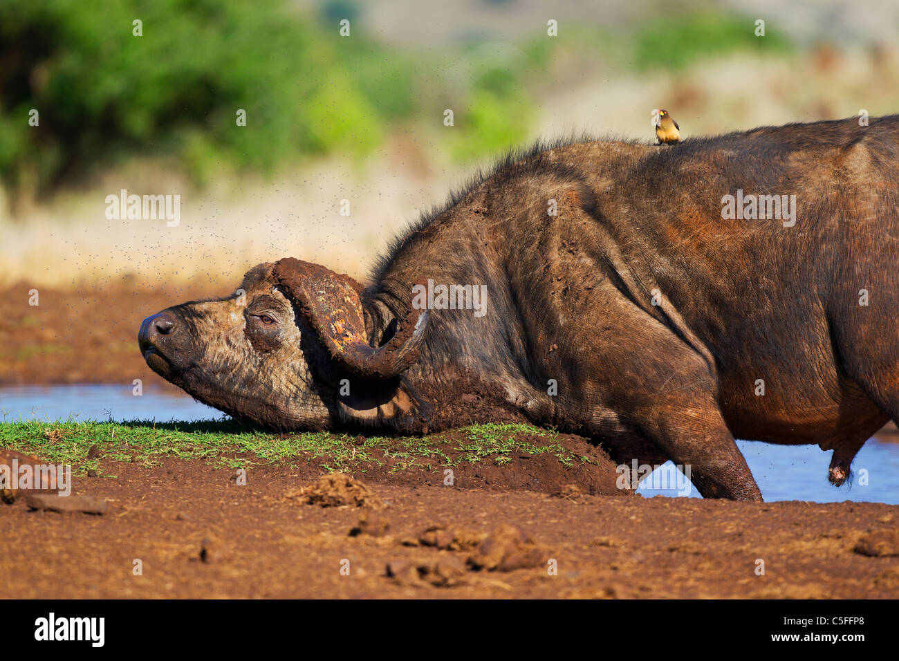 Kaffernbüffel (Syncerus Caffer) in Kenia Stockfoto