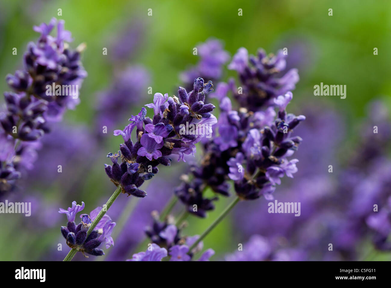 Eine Makroaufnahme einer Gruppe von Lavendelpflanzen. Stockfoto