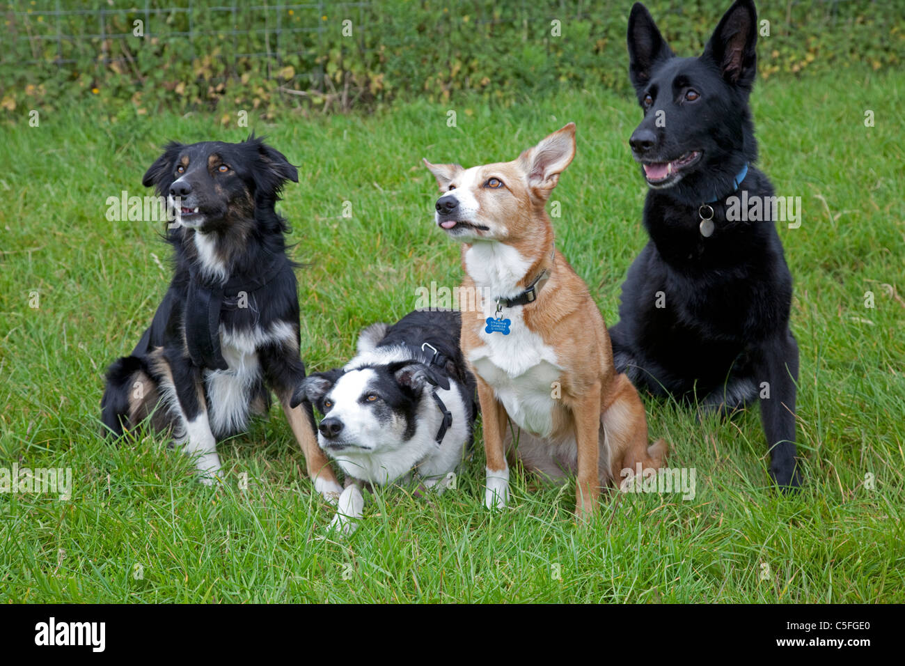 Porträt vier Hunde sitzen Feld Wythall Birmingham UK Stockfoto