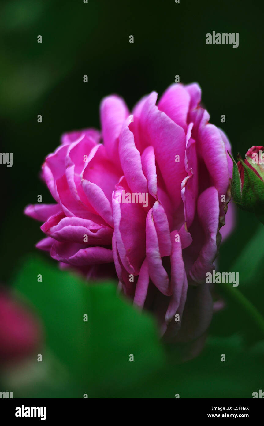 Ein Porträt einer einzigen rosa Rose mit geschichteten Blütenblätter UK Stockfoto