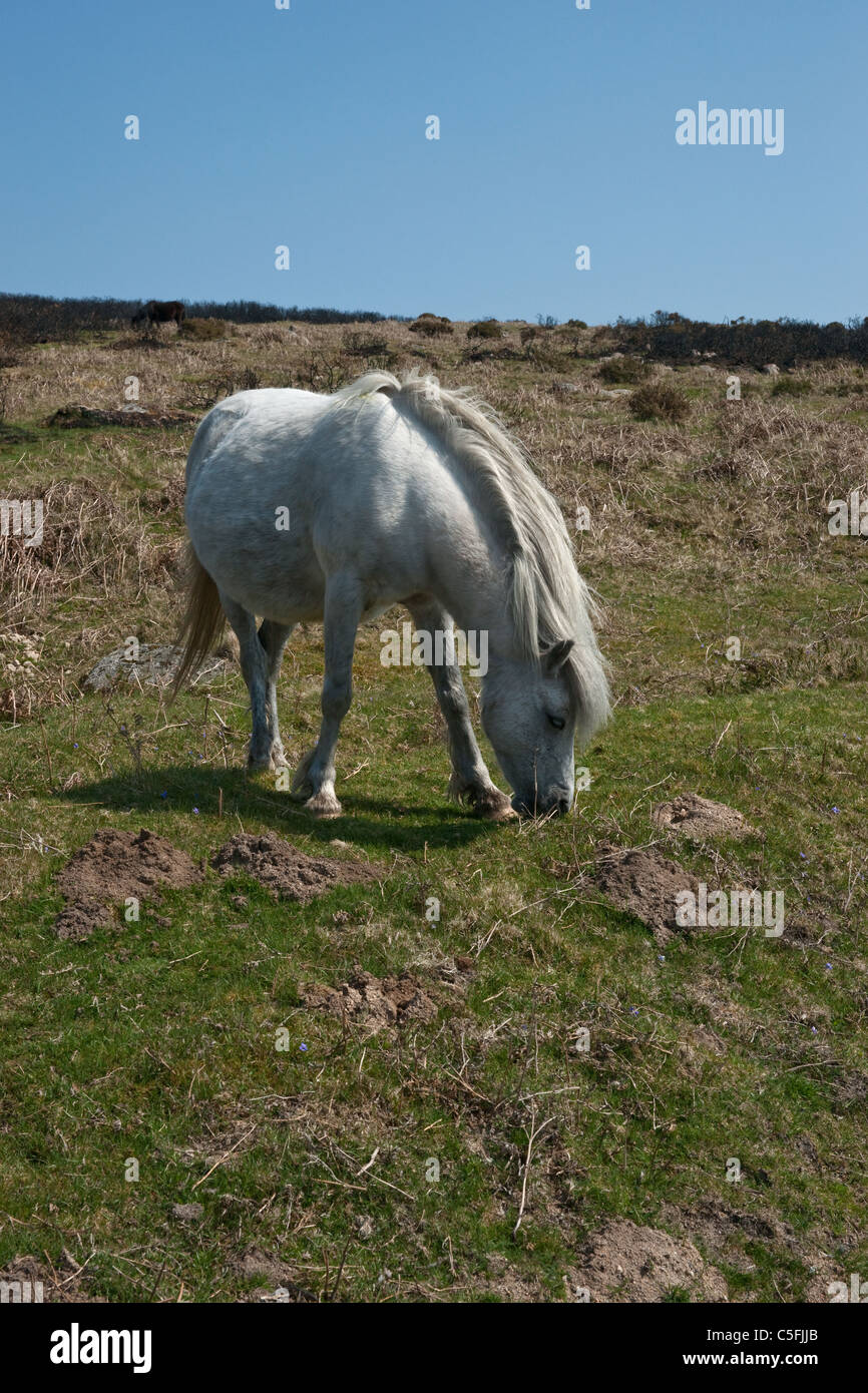 Eine vertikale totale geschossen, wenn eine weiße Dartmoor Ponys Weiden auf Frühjahr Rasen Stockfoto