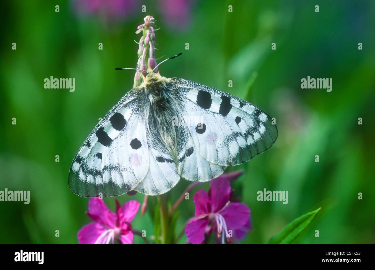 Apollo-Falter, schon Apollo Nationalpark Gran Paradiso, Italien Stockfoto