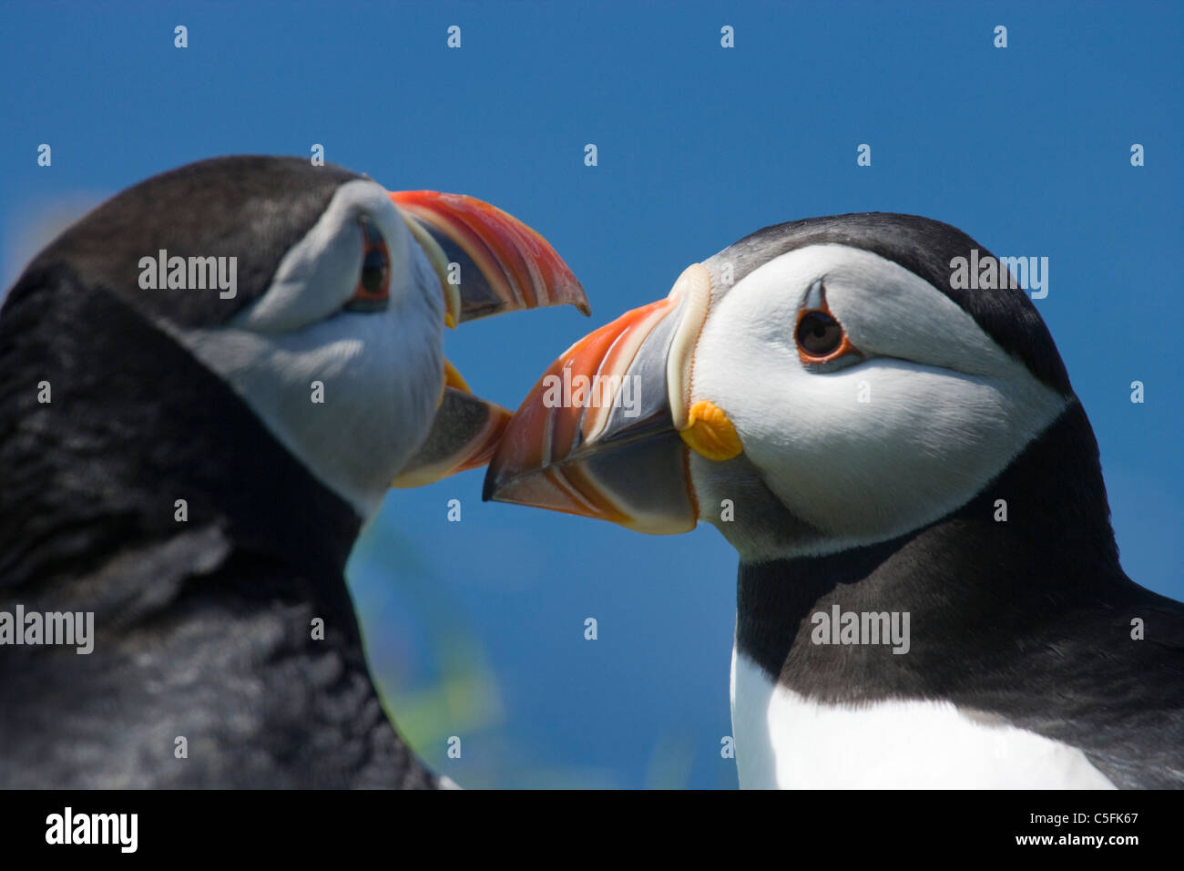 Papageientaucher Rechnung tippen Balz, Fratercula Arctica, UK. Stockfoto