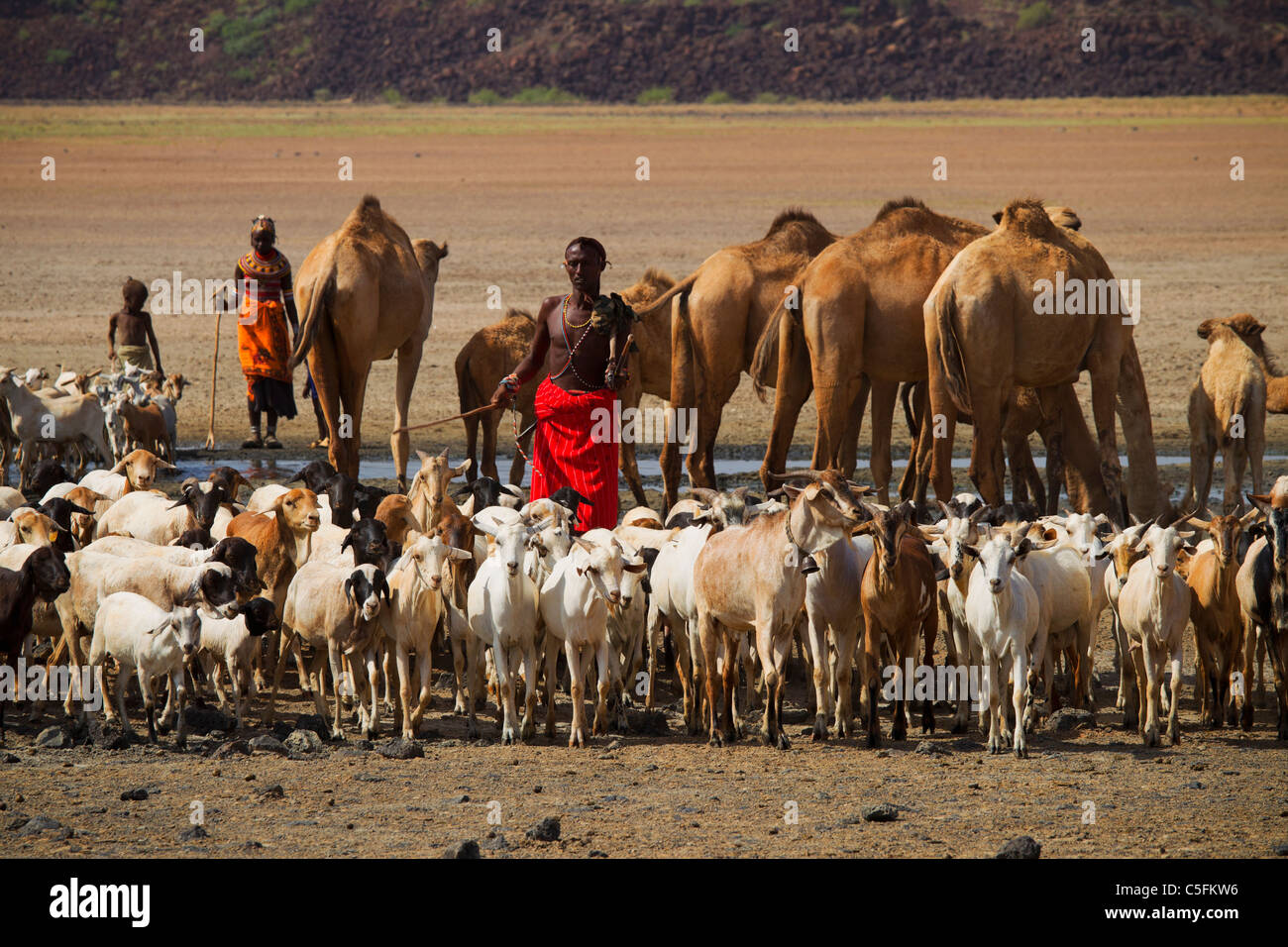 Ziegen, Esel und Kamele auf der Koroli Federn in der Chalbi Wüste nördlich von Kenia nahe der Grenze zu Äthiopien. Kenia Stockfoto
