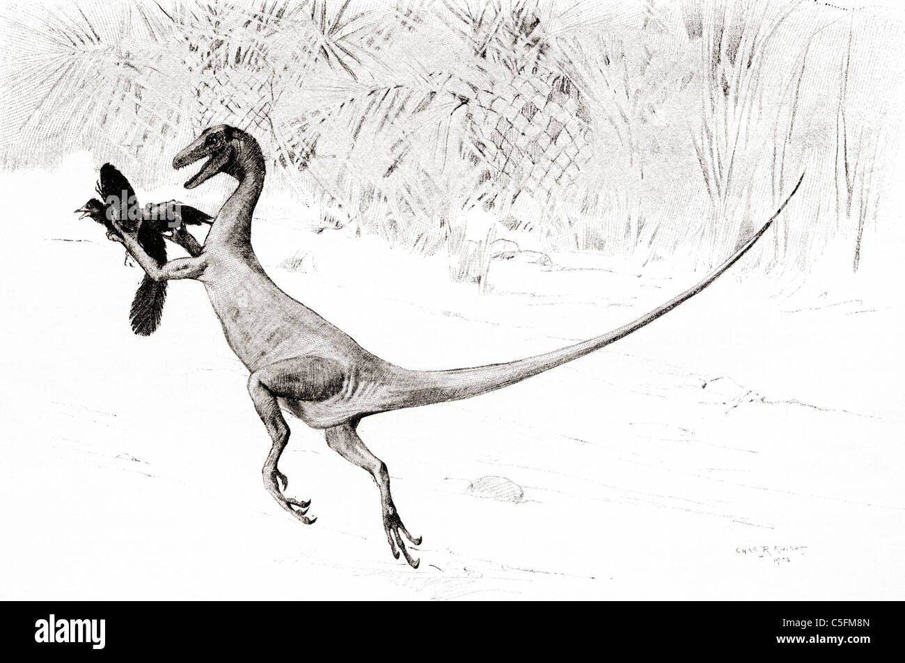 Die "Bird Catch" Ornitholestes Dinosaurier im Akt der Fang des Jurassic-Vogels Archaeopteryx, Stockfoto