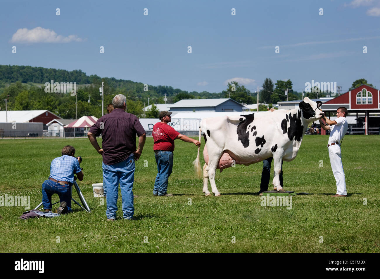 Fotografieren eines Preises Holstein Kuh, Schoharie County Fairgrounds, Cobleskill, New York State, USA Stockfoto