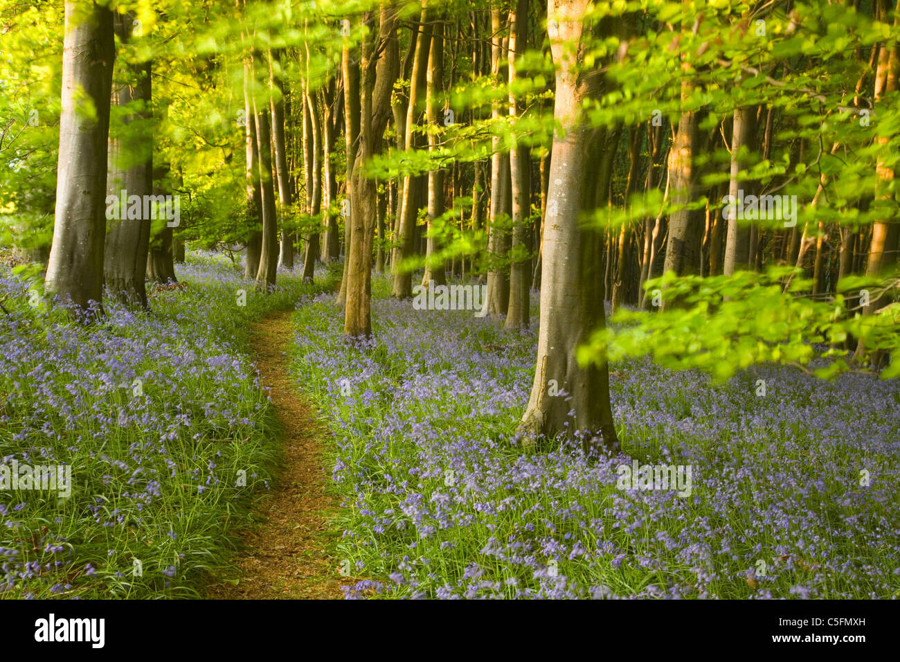 Weg durch Glockenblumen (Hyacinthoides non-Scripta) im Wald Buche (Fagus SP.). Frühling. Prioren Holz. Somerset. England. VEREINIGTES KÖNIGREICH. Stockfoto