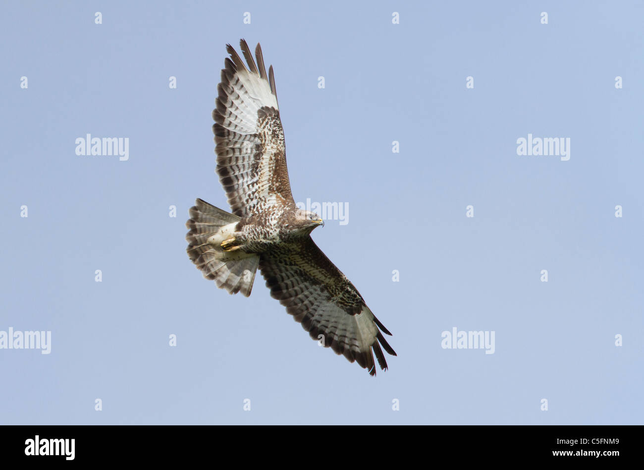 gemeinsamen Bussard (Buteo Buteo) Erwachsenen fliegen vor blauem Himmel, Wales, Vereinigtes Königreich, Europa Stockfoto