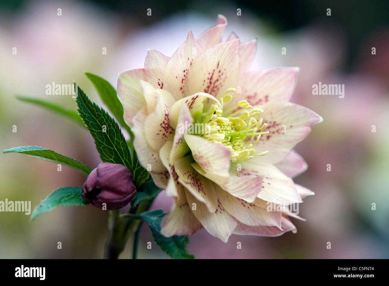 Eine einfache rosa Nieswurz Blüte - Helleborus Orientalis die Christrose oder Fastenzeit Rose, Aufnahme auf einem weichen Hintergrund Stockfoto