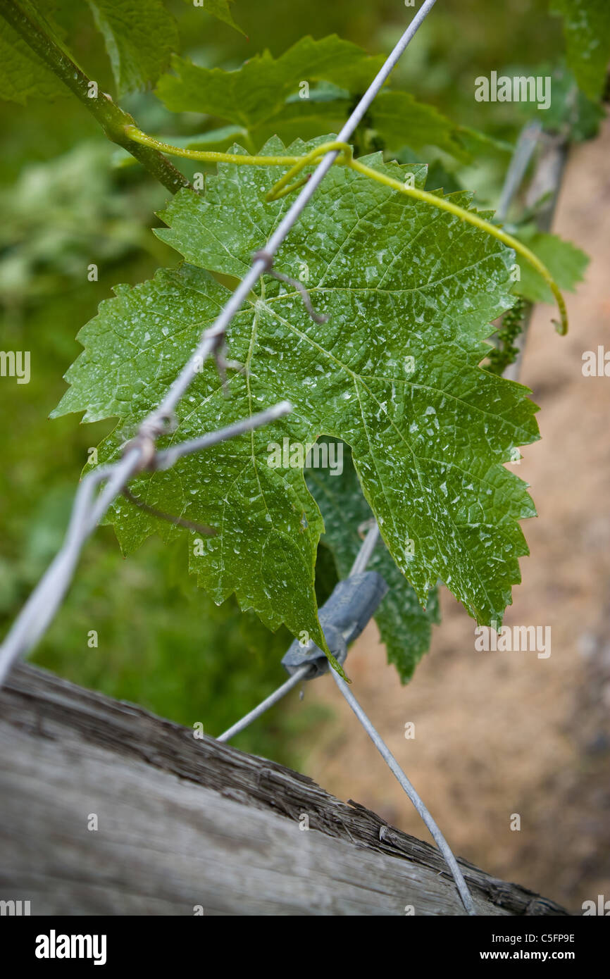 Makroaufnahme von Weintrauben im frühesten Stadium des Wachstums. Dies geschieht in den ersten Wochen des Sommers. Stockfoto