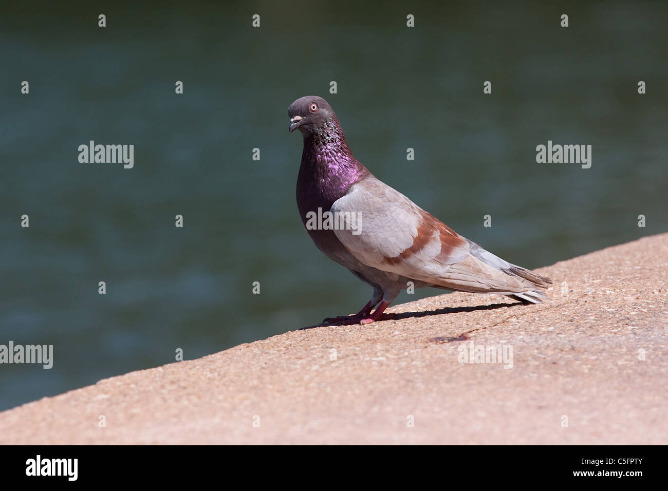 Nahaufnahme einer Taube mit schönen violetten Färbung. Geringe Schärfentiefe. Stockfoto
