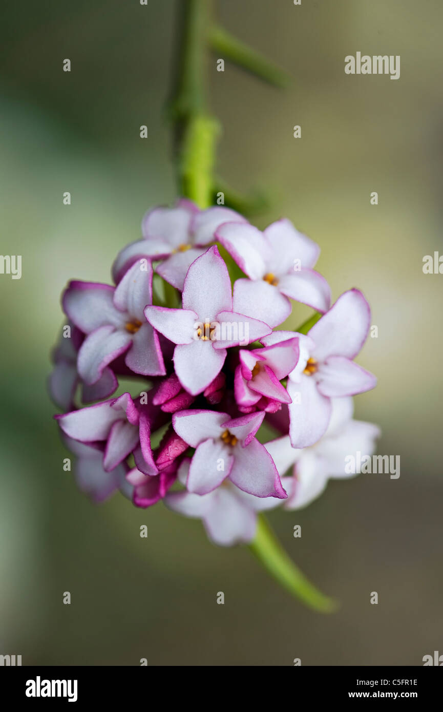 Nahaufnahme einer einzigen rosa Daphne Bholua, die 'Jacqueline Postill' Blume Stockfoto