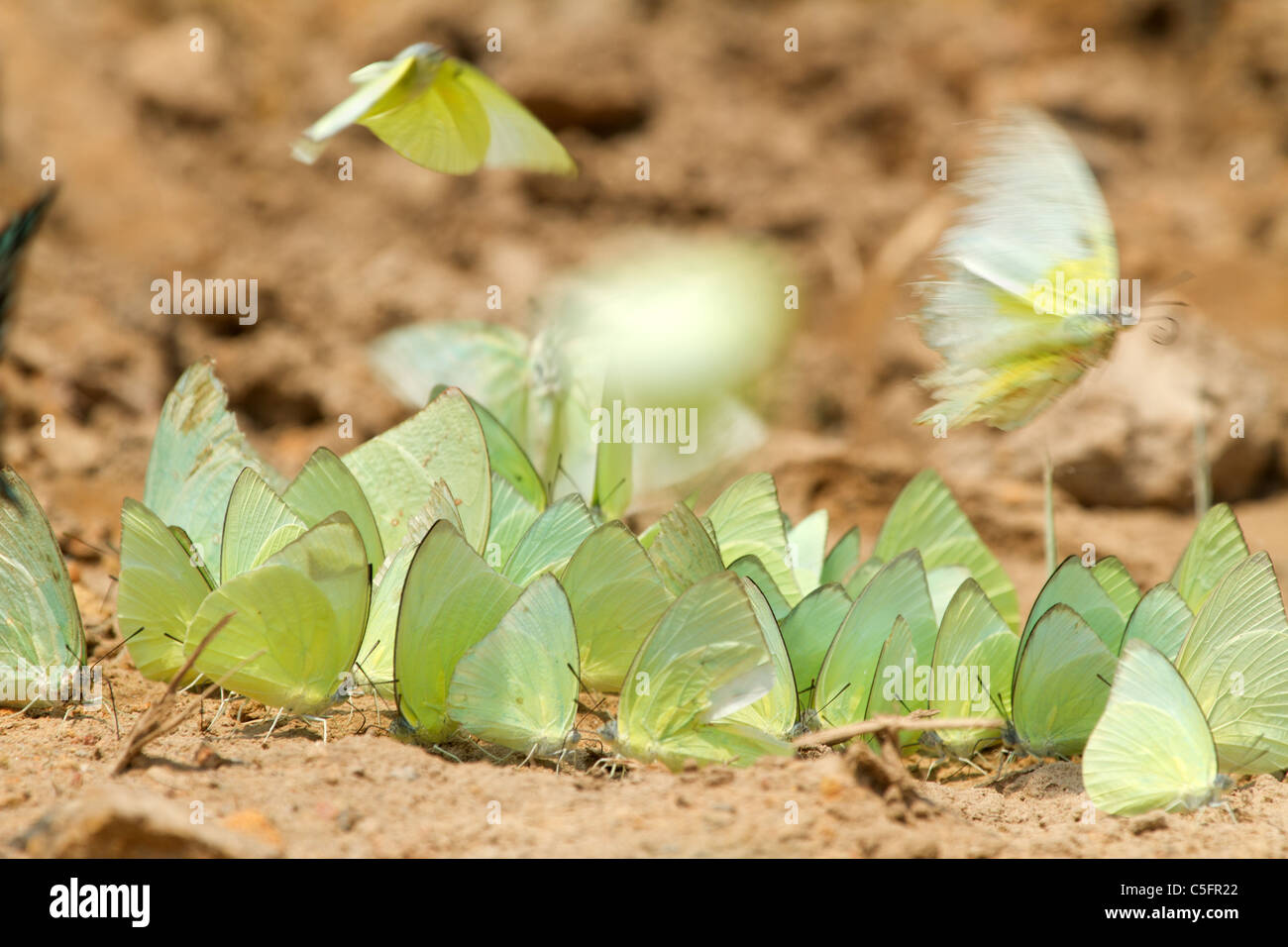 viele tropische Schmetterlinge sammeln Wasser am Boden, Kaeng Krachan Nationalpark, thailand Stockfoto