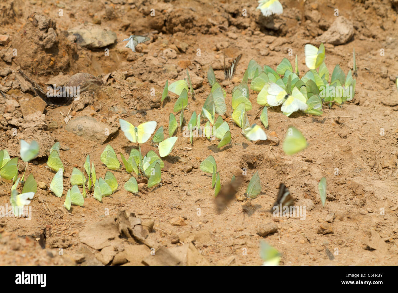 viele tropische Schmetterlinge sammeln Wasser am Boden, Kaeng Krachan Nationalpark, thailand Stockfoto