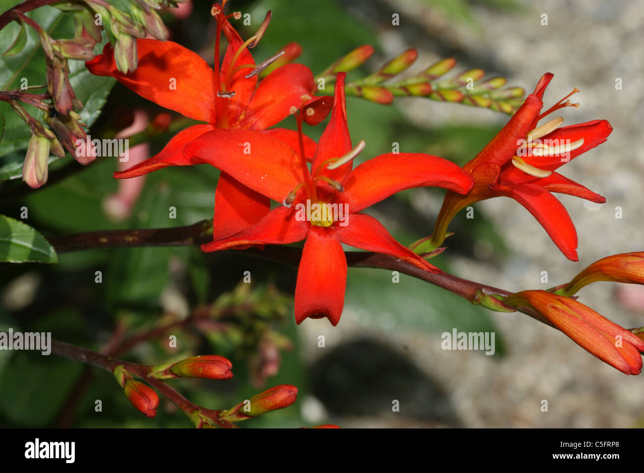 Crocosmia "Beth Chatto" Stockfoto