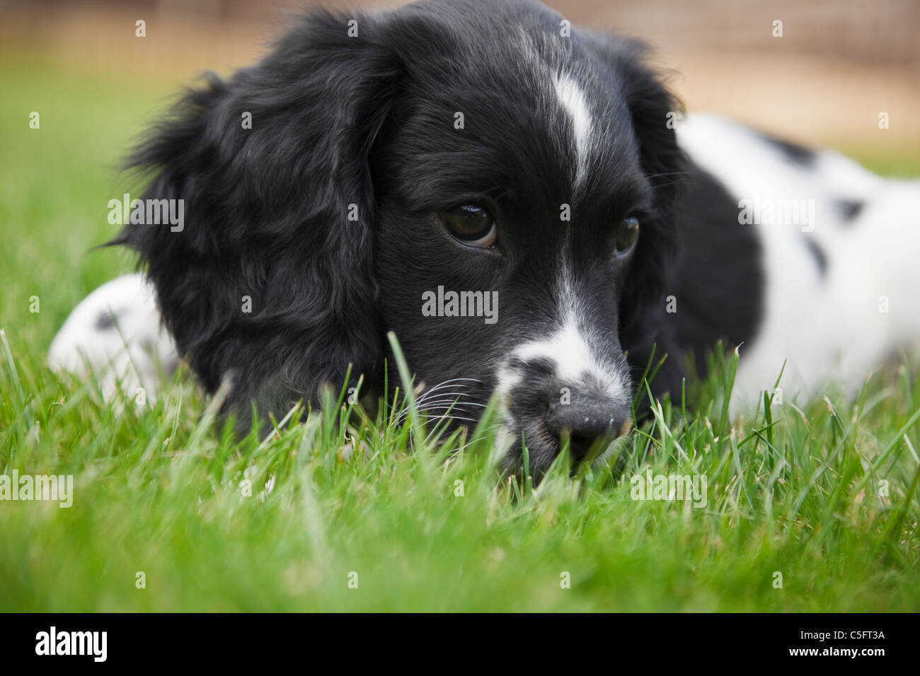 Ein zehnwöchiger schwarz-weißer englischer Springer-Spaniel (Canis lupus familiaris) Puppenhund, der auf Gras nah liegt. England Großbritannien Stockfoto
