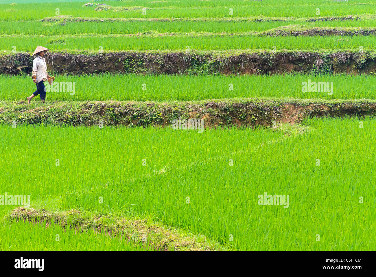 Frau im Reisfeld auf Land außerhalb Yen Dorf, 37 km nördlich von Hanoi im Norden Vietnams. Stockfoto