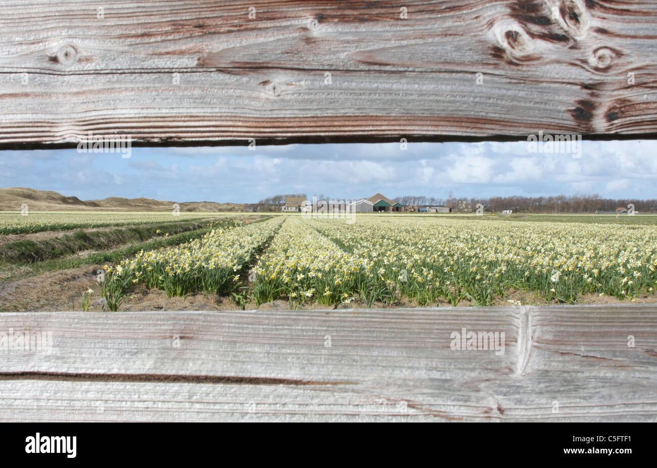 Blubs Blumenwiese im Sommer, Texel Stockfoto