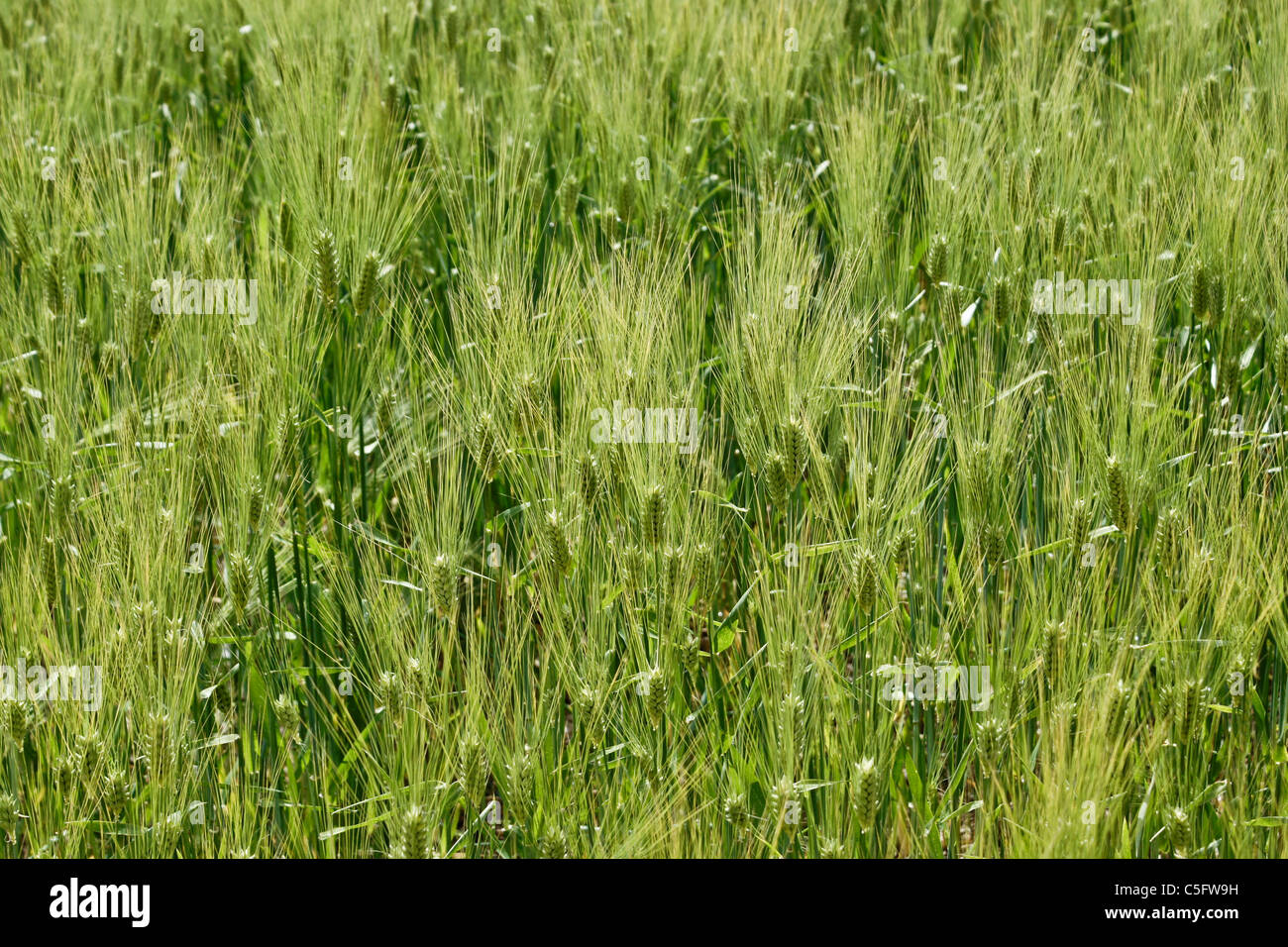 Weizen wächst im Feld Stockfoto