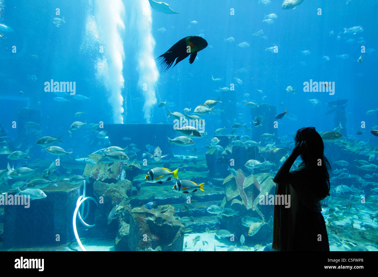 Aquarium und der Unterwasser Zoo am Atlantis Palm Jumeirah, Dubai, Vereinigte Arabische Emirate Stockfoto