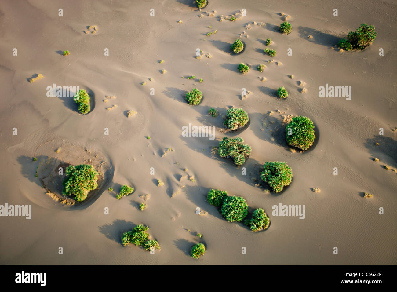 Düne Palmen von Sand verschlungen wird. Suguta Tal, Kenia Stockfoto