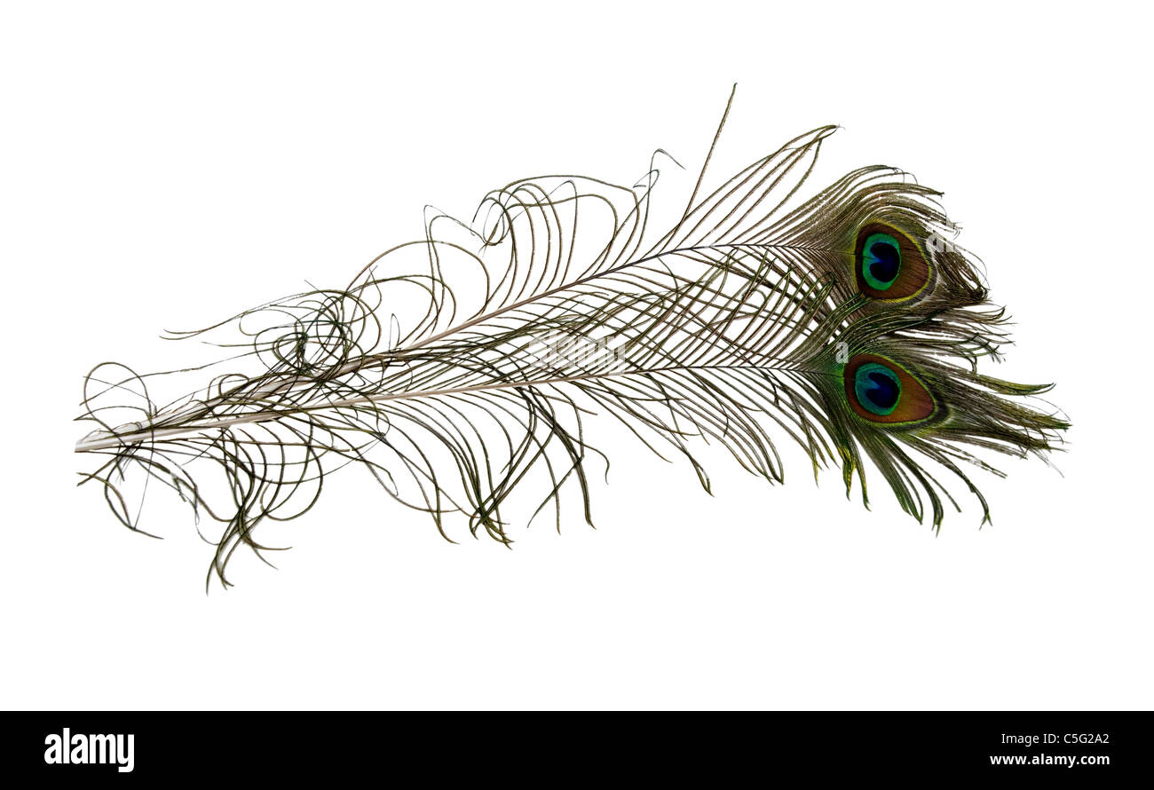 Bunte Peakcock Federn mit der Illusion eines Auges an der Spitze - Pfad enthalten Stockfoto