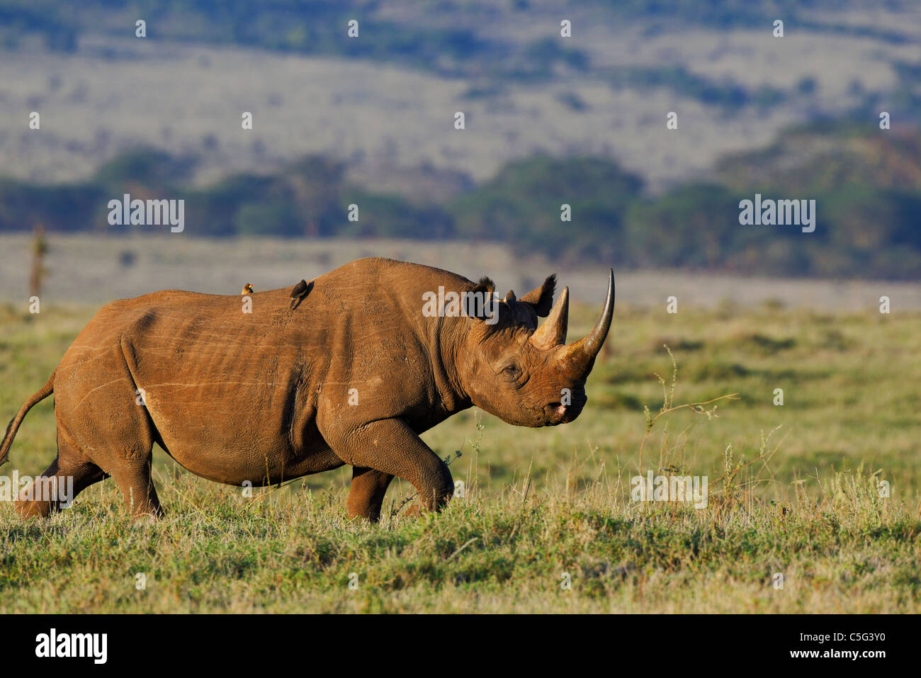 Spitzmaulnashorn (Diceros Bicornis). Kenia Stockfoto