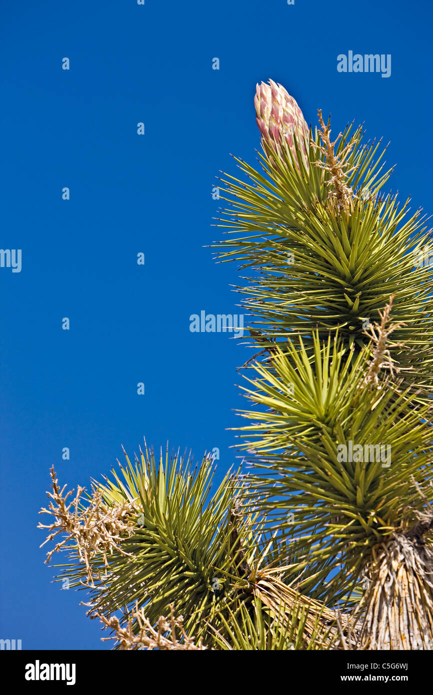 Joshua Tree, Yucca Brevifolia, Joshua Tree Nationalpark, Mojave-Wüste, Kalifornien, USA Stockfoto