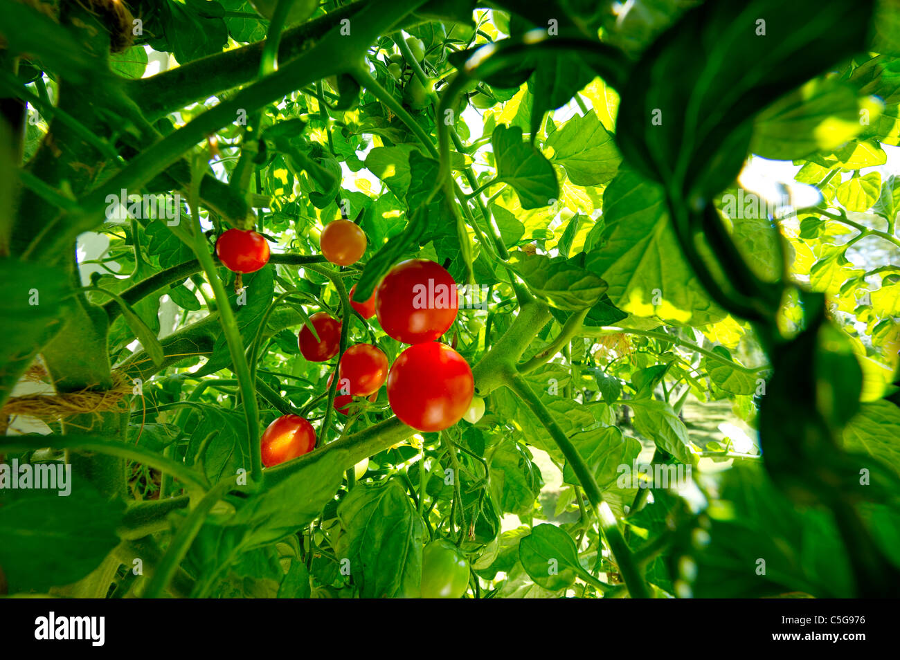 Tomaten auf Busch Strauch Greenfood Bio biologische Pflanzenzüchtung Garten Gartenarbeit oberen schöne Abdeckung grün Essen Frucht rot frisch neu Stockfoto