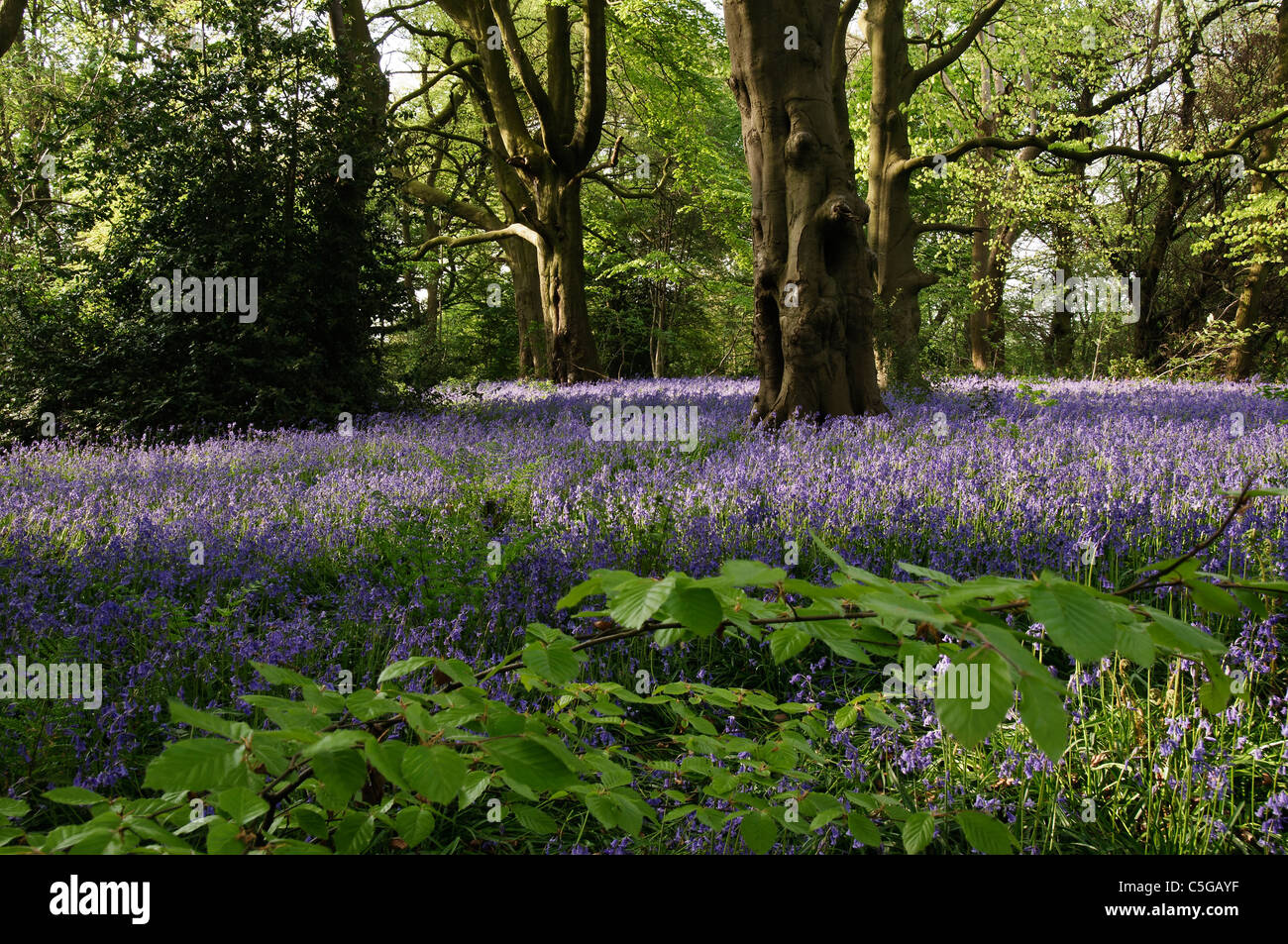 Buchenholz im Frühjahr Stockfoto