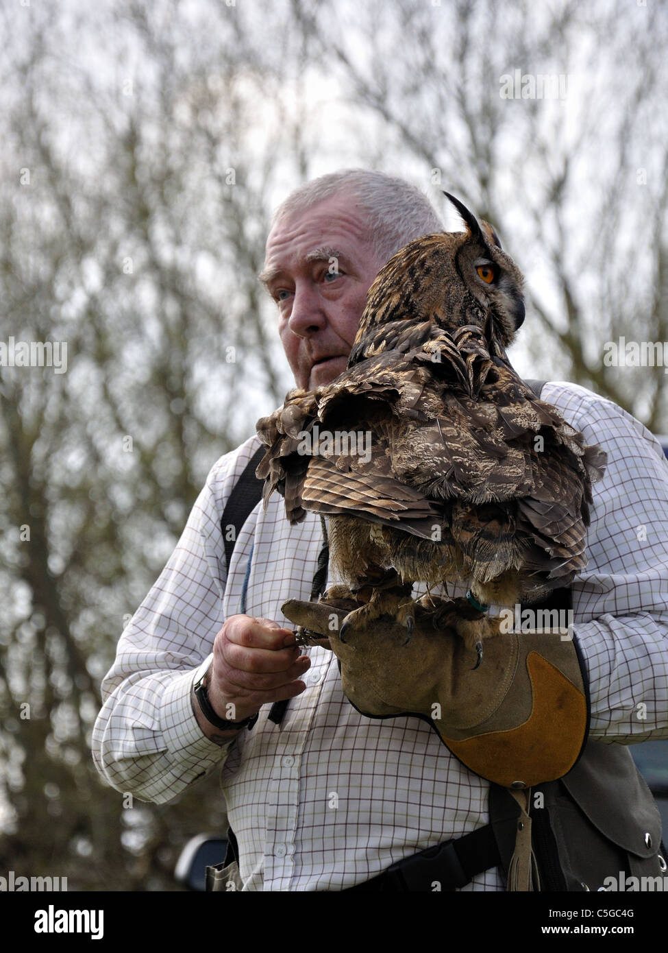 Uhu auf Greifvögel display Stockfoto