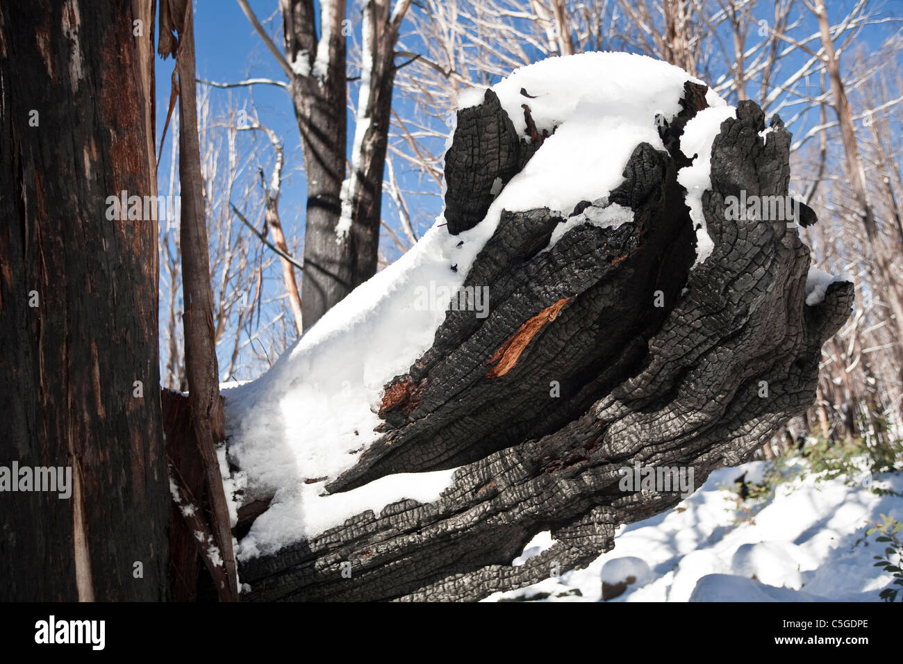 Toter Baum nach Schwarz dort Buschfeuer in Marysville Victoria Stockfoto