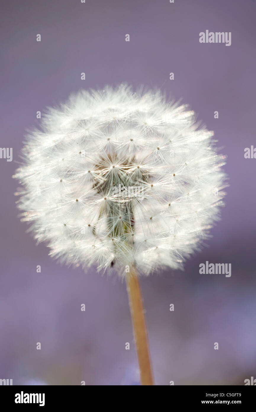 Löwenzahn Samen Kopf Taraxacum Officinale Kent UK Stockfoto