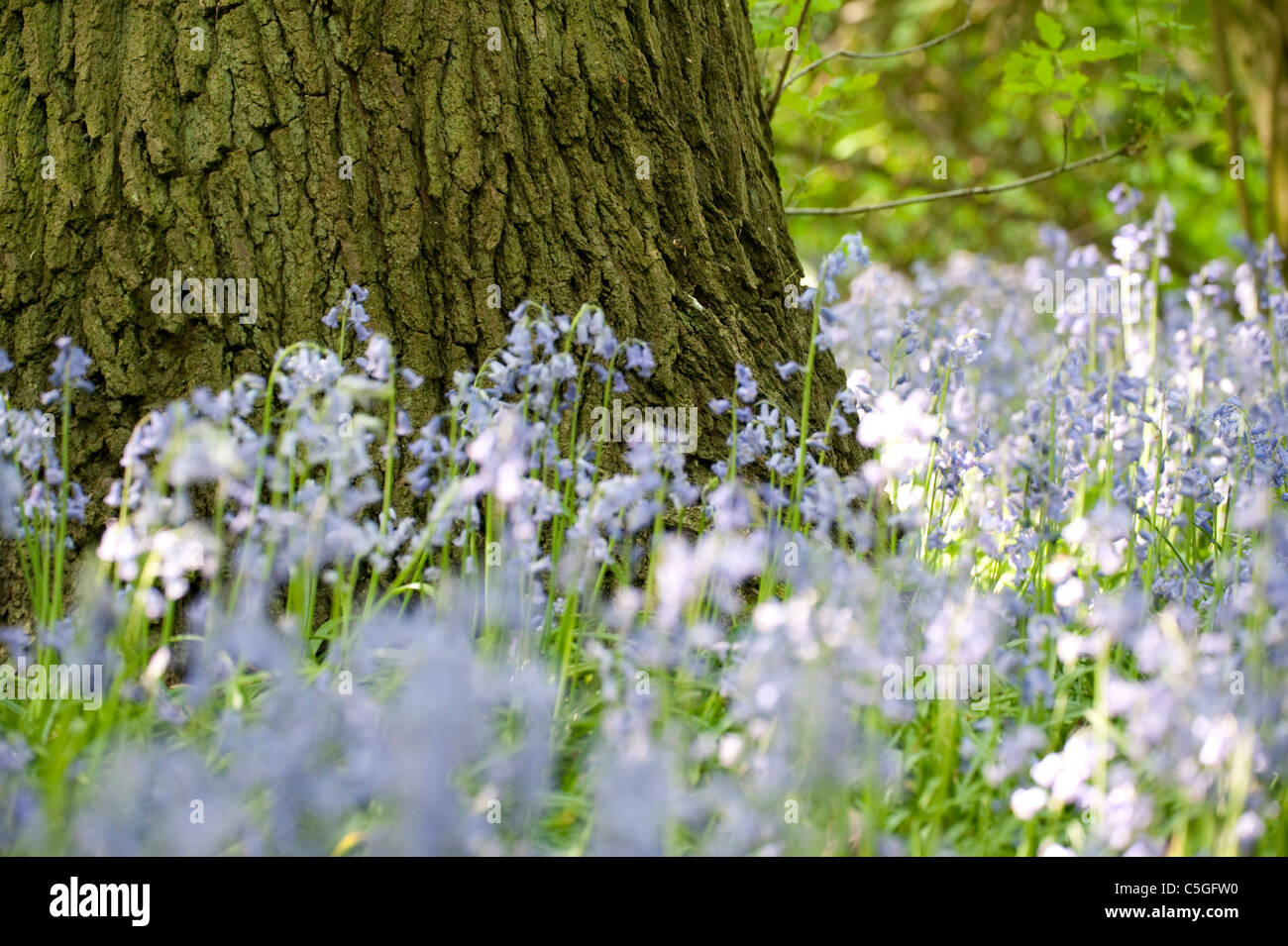 Bluebell Wälder Hyacinthoides non Scriptus Stockbury Hill Woodland Kent UK Stockfoto