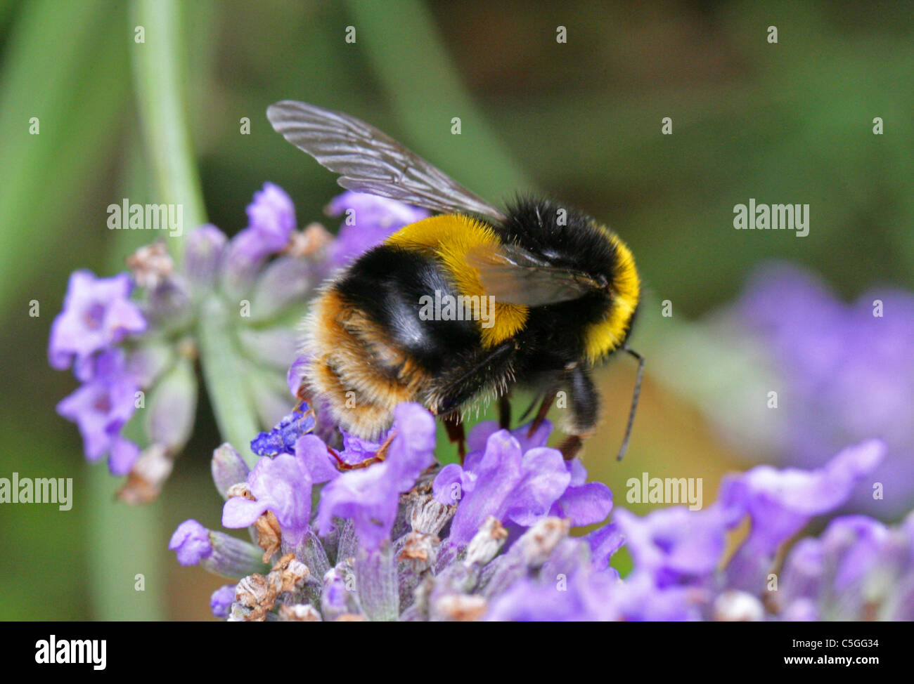 Buff-tailed Hummel, Bombus Terrestris, Apidae, Apoidea, Taillenwespen, Apinae, Hymenoptera. Auf Lavendel. Stockfoto