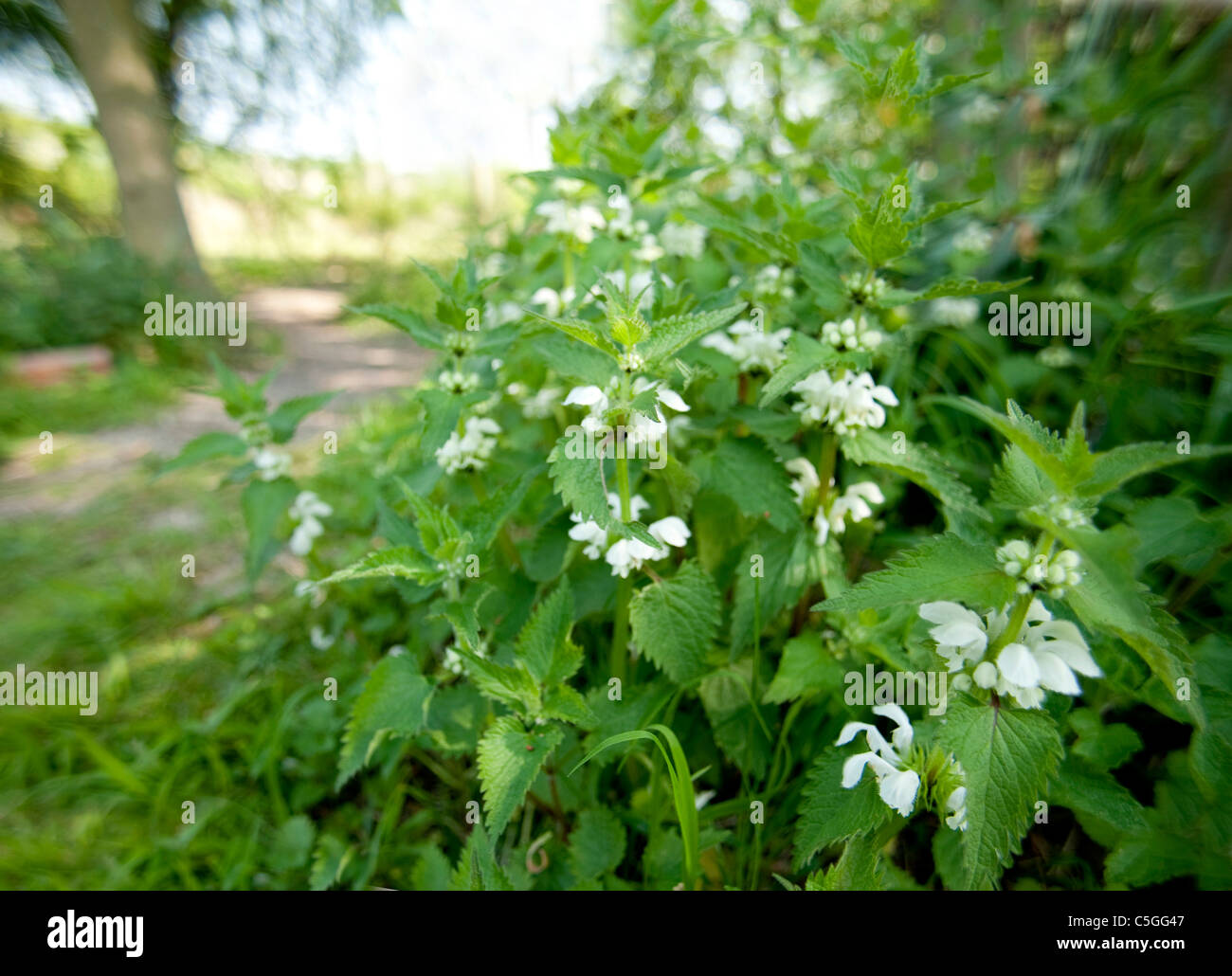 Weißen Toten Nessel Lamium Album Monkton Naturschutzgebiet UK Stockfoto