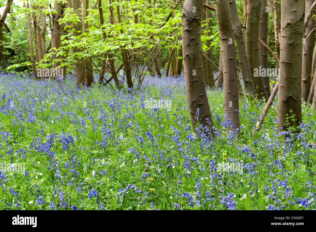 Bluebell Wälder Hyacinthoides non Scriptus East Blean Woodlands UK Stockfoto