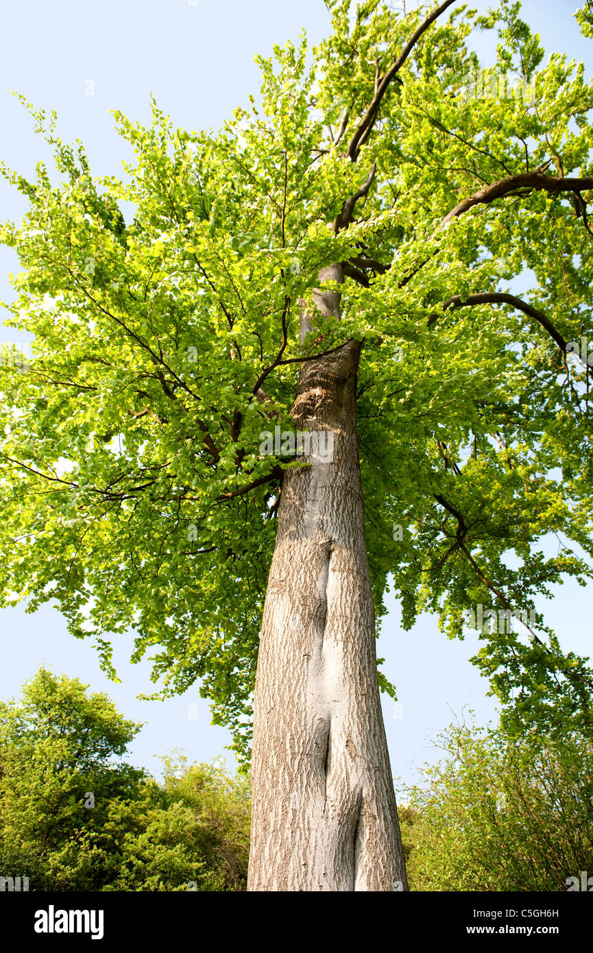Blick hinauf gemeinsame Buche Baum Fagus Sylvatica Lärchen Kent UK