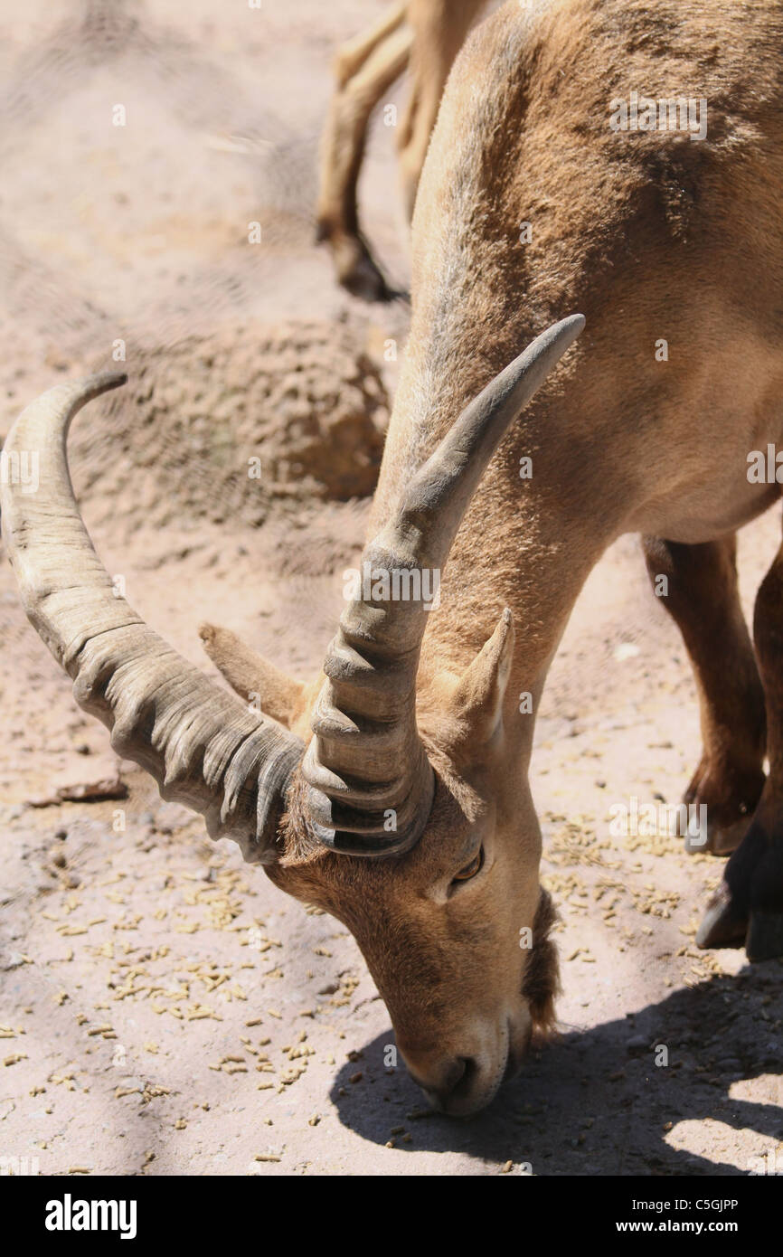 Mähnenspringer aoudad Stockfoto