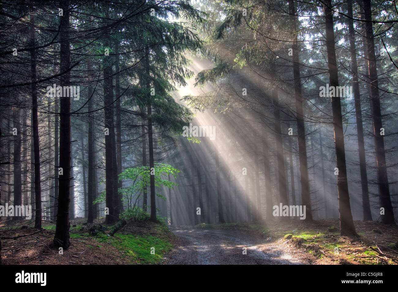 Geschenk des Lichts - Gott-Balken - Nadelwald in den frühen Morgenstunden - am frühen Morgennebel Stockfoto