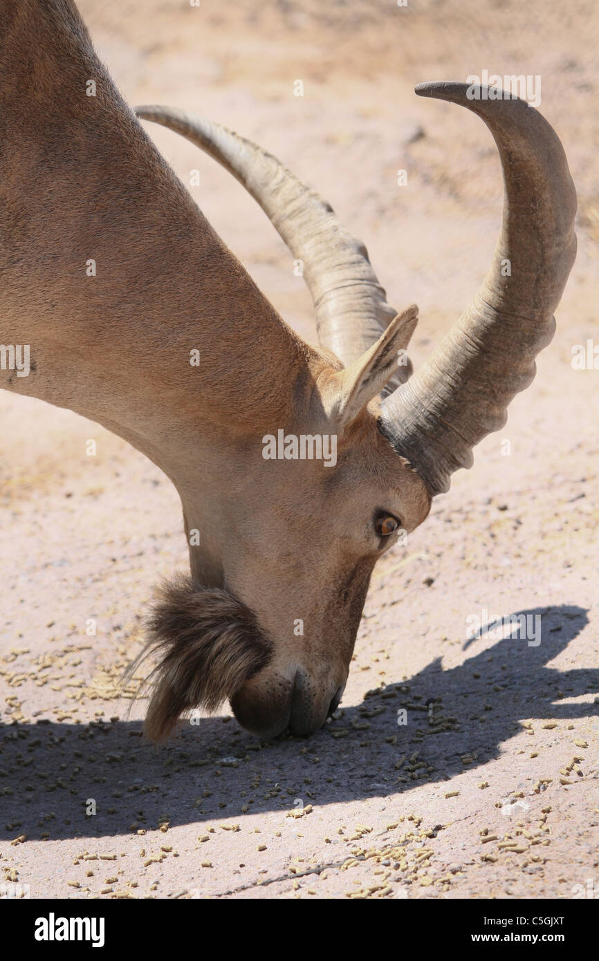 Mähnenspringer aoudad Stockfoto