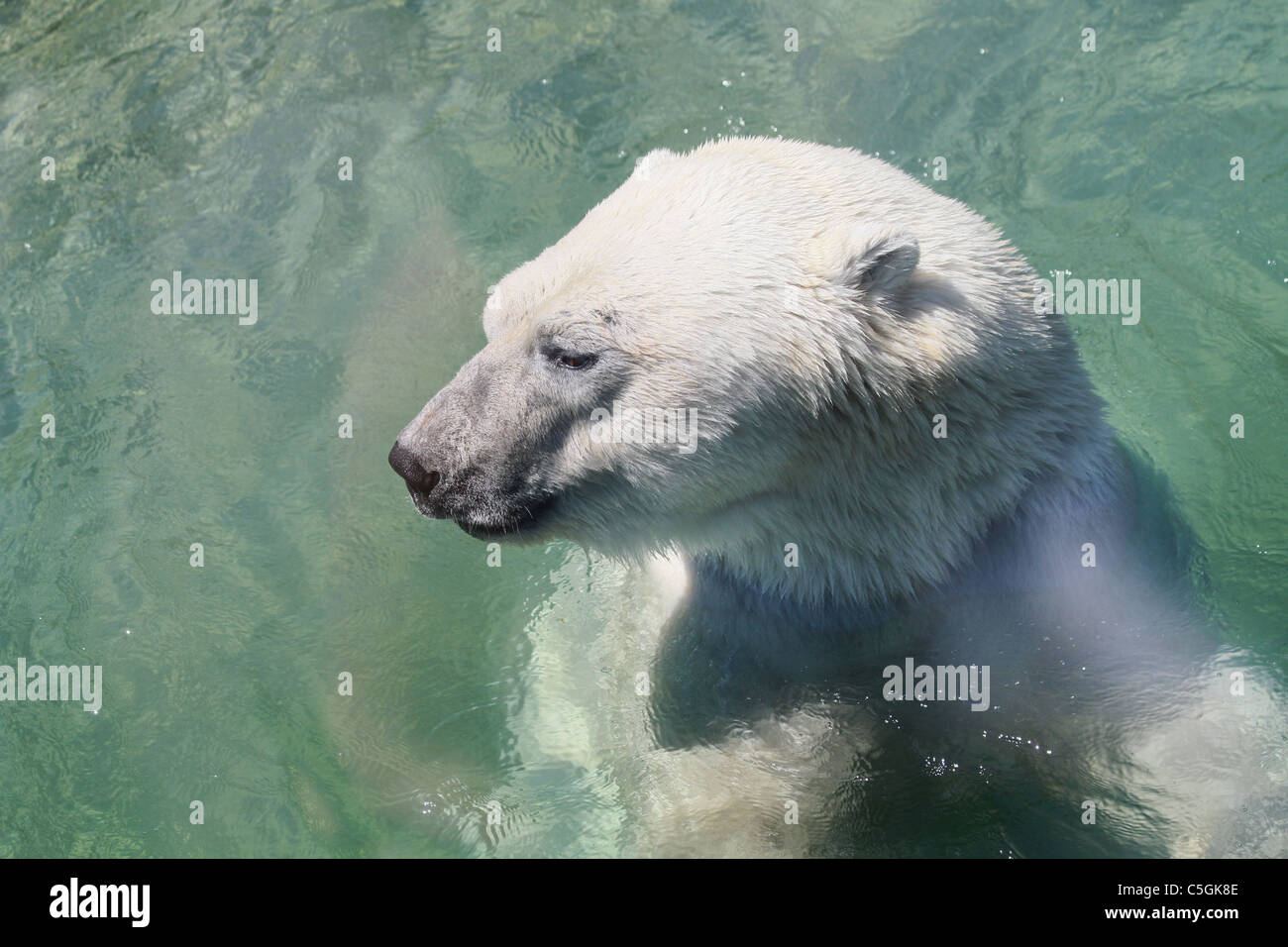 Polarbär kopf -Fotos und -Bildmaterial in hoher Auflösung – Alamy