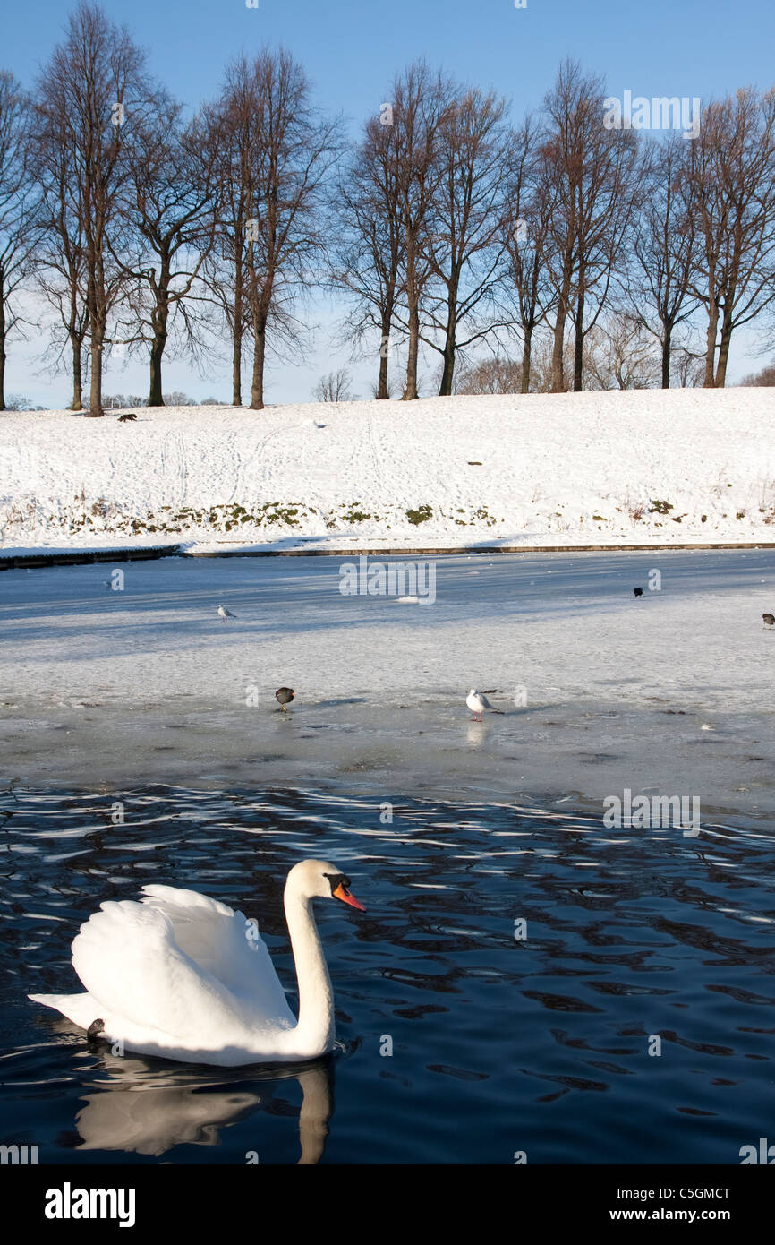Swan und Enten Inverleith Parken Teich im Winter, mit Bäumen und blauen Himmel, Schnee und Eis gefroren Stockfoto