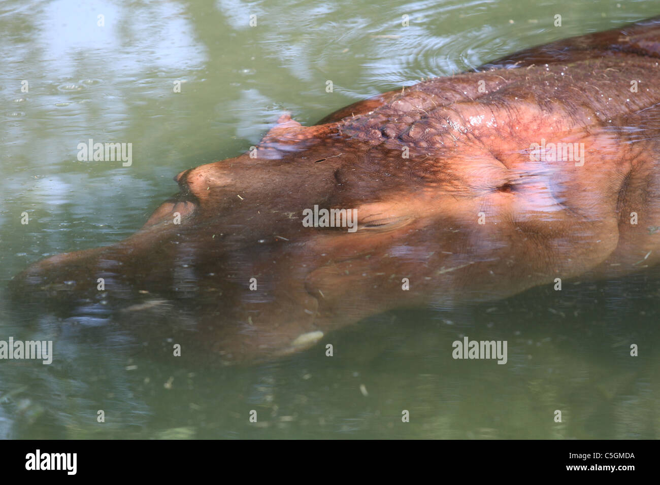 Nilpferd unter Wasser Stockfoto