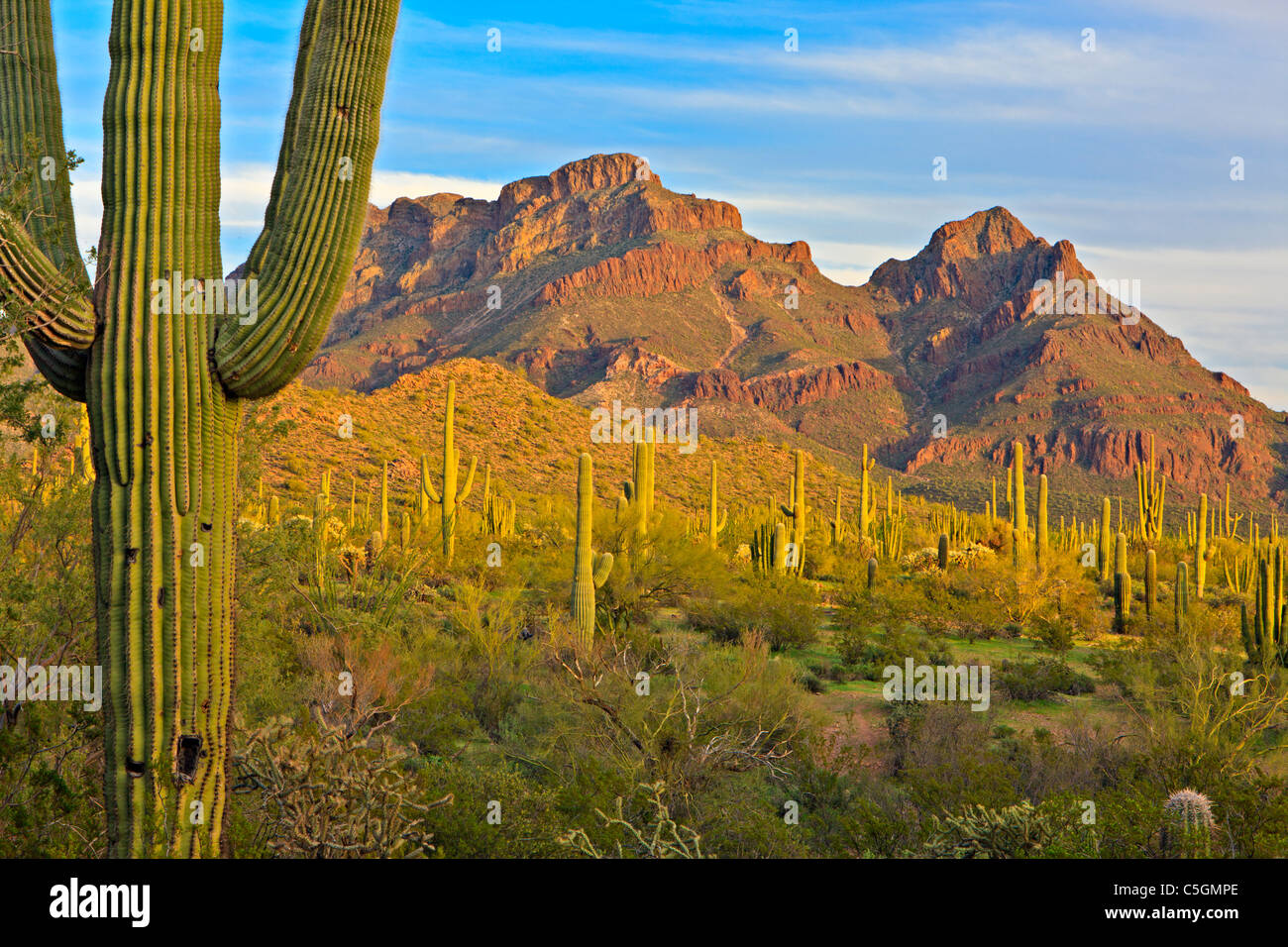 Ajo Range Bergen, Saguaro Kakteen, Frühling, Organ Pipe National Monument, Arizona, USA Stockfoto