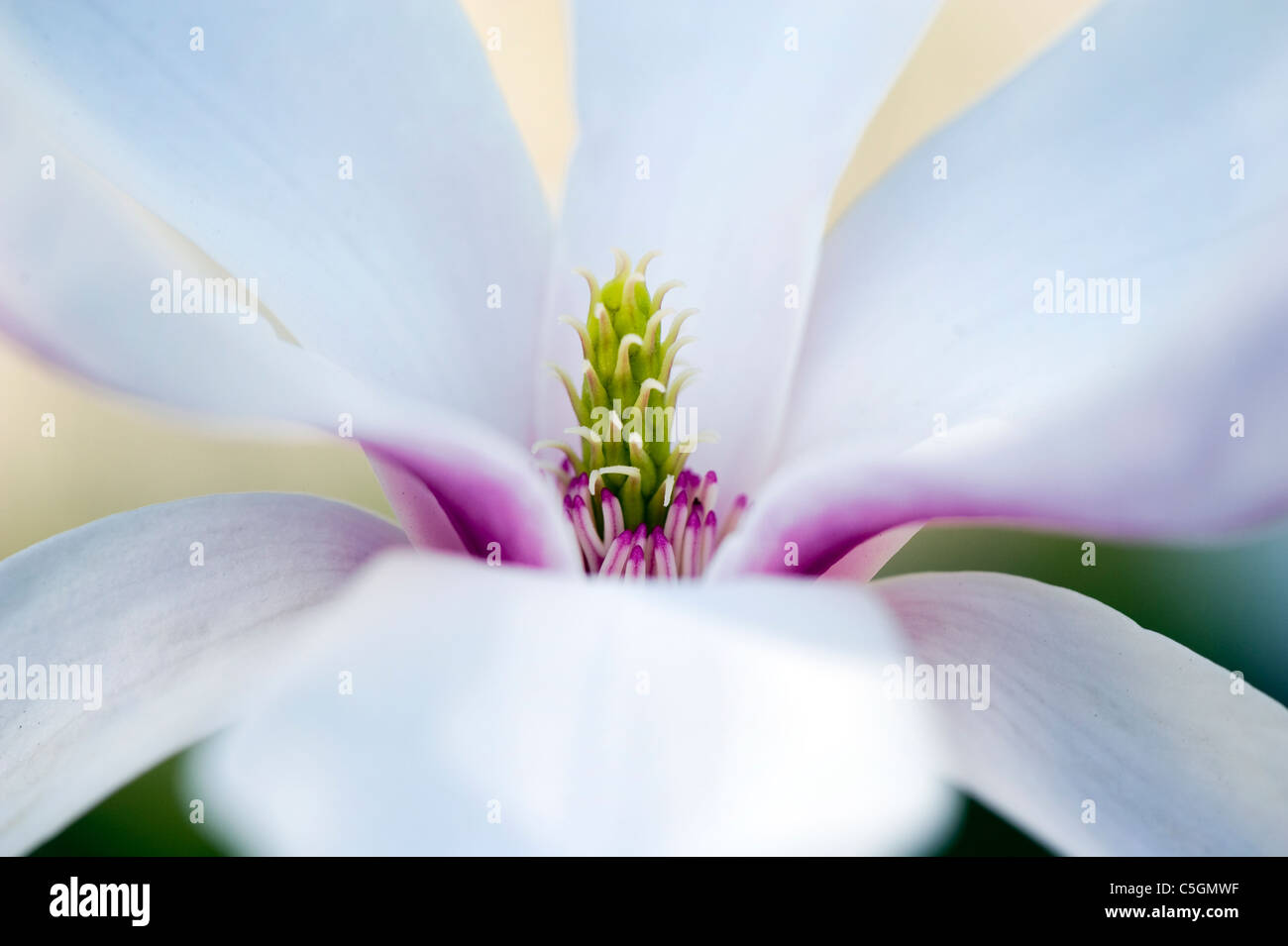 Magnolienbaum Magnolia Tree Stockfotos und bilder Kaufen Alamy