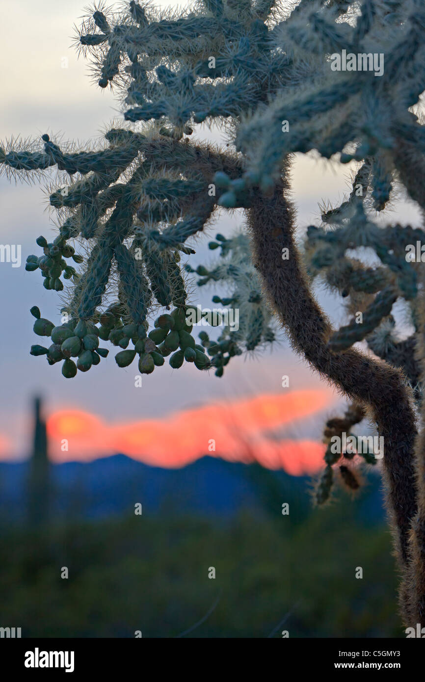 Chain Fruit Cholla Kaktus, Opuntia Fulgida, bei Sonnenuntergang im Organ Pipe National Monument, Arizona, USA Stockfoto