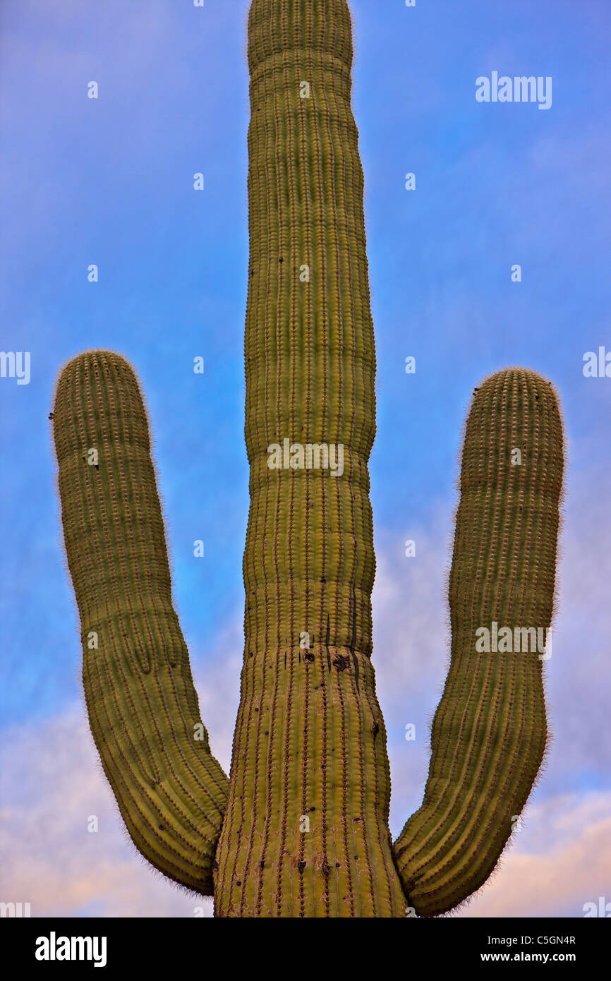Saguaro Kaktus Carnegiea Gigantea, in der Dämmerung im Organ Pipe National Monument, Arizona, USA Stockfoto