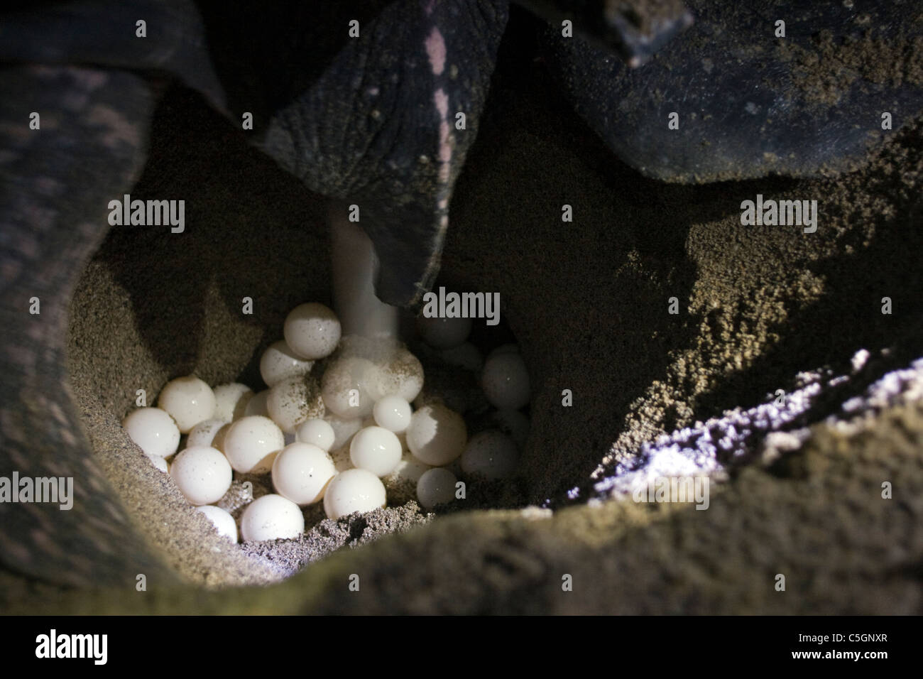 Leatherback Turtle, Dermochelys Coriacea, Eier in einem Nest in Matura Strand Trinidad Stockfoto